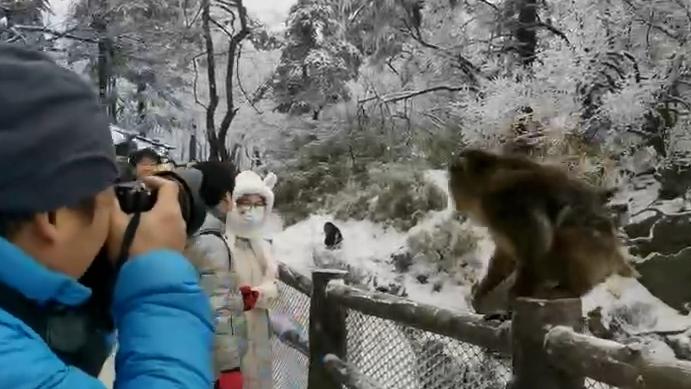 峨眉山猴子遭游客“偷袭打脸”