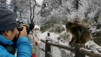 峨眉山猴子遭游客“偷袭打脸”
