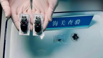 苏州海关在进境邮件中截获14只甲虫标本
