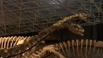 云南楚雄出土三具亿年前恐龙化石，三地开始抢救性发掘