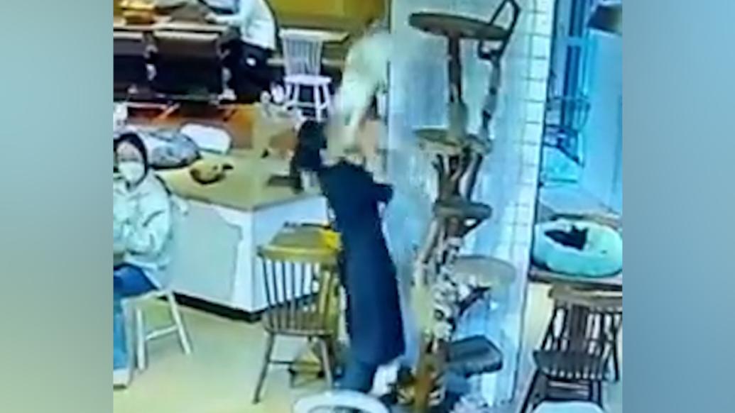 店员走近小猫突遭猛扑，猫咖店：它受到了惊吓，人没事