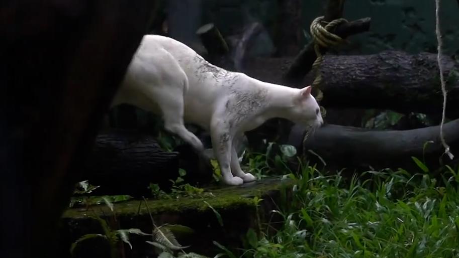 世界首只白化豹猫失明，出现呼吸系统问题