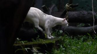 世界首只白化豹猫失明，出现呼吸系统问题