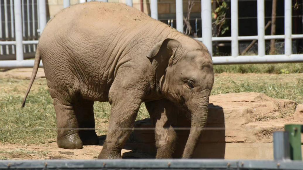 石家庄动物园：小亚洲象“那吉娅”已于去年11月因病死亡