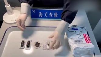 苏州海关在进境邮件中截获14只甲虫标本
