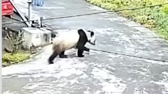 女子回娘家院里偶遇熊猫