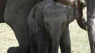 石家庄动物园：小亚洲象“那吉娅”已于去年因病死亡