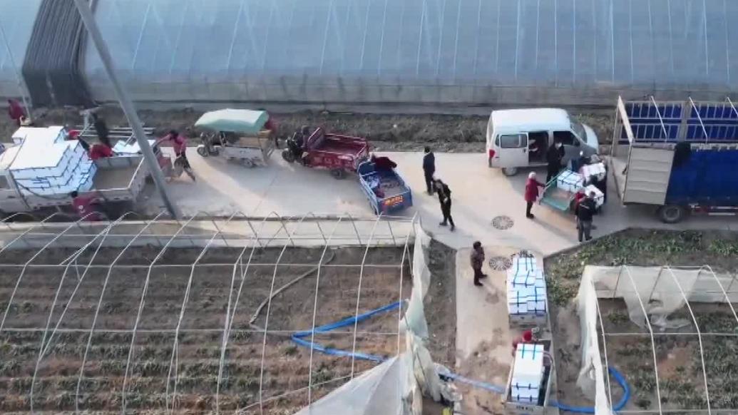 趴地菠菜获丰收！河南开封发展蔬菜种植助农增收