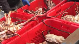 71噸！上海港迎來今年首艘活品帝王蟹進口漁船