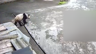 大熊猫来村民家“拜年”，民警抓获后送往雅安基地