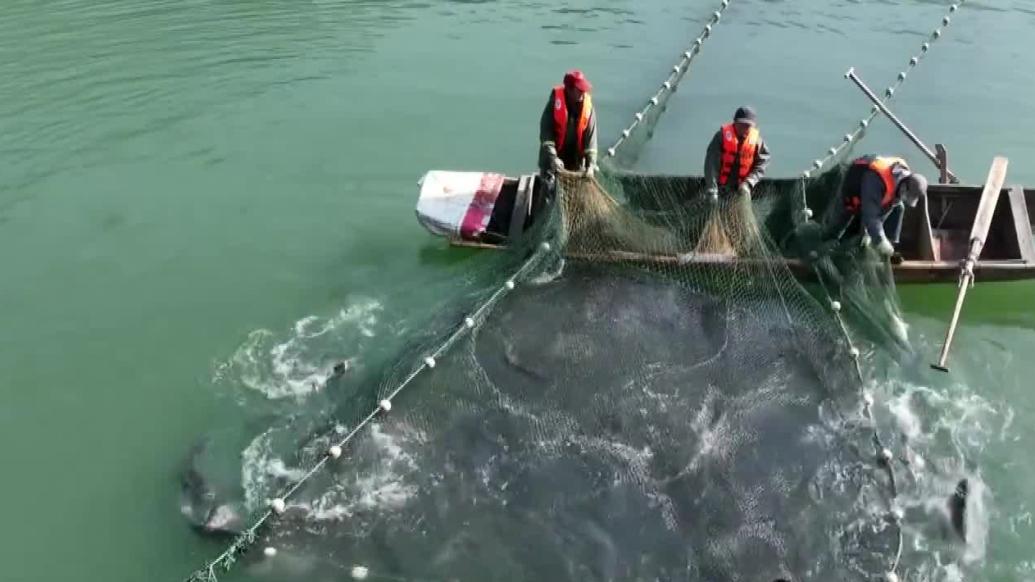 鱼跃人欢！湖北秭归冬捕忙