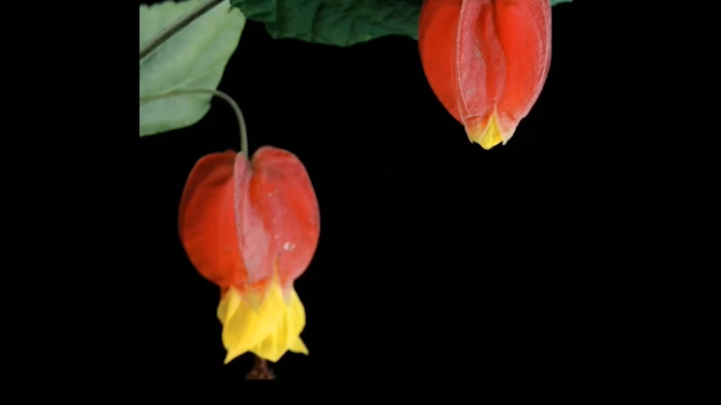 摄影师记录了红萼苘麻花绽放过程，像极了小红灯笼