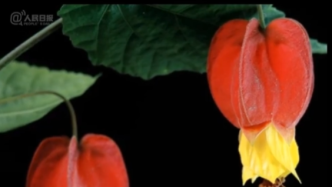 摄影师记录了“小红灯笼”红萼苘麻花绽放过程