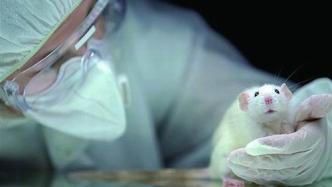 重大转变：美国新药研制不再需要动物试验