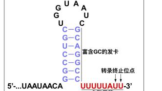 上海科学家揭示了基因转录终止的机制，发表于《自然》杂志