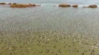 江苏洪泽湖湿地又迎来大批候鸟过冬