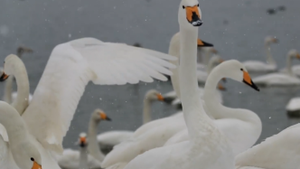 数千只白天鹅栖息在三门峡天鹅湖国家城市湿地公园