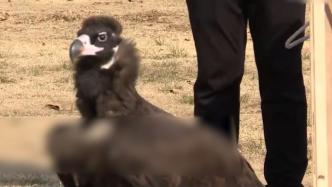 13斤的秃鹫被救助长到20斤后放飞