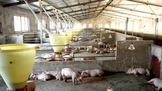 两会声音｜代表建议允许大型养殖场处理病死猪，同时加大监管