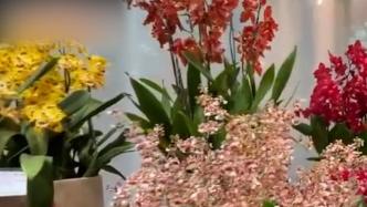 南京中山植物园兰花展开展，3000余株兰花集中亮相