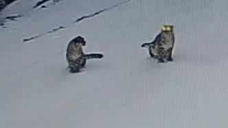 边境民警巡视发现两只雪豹遛弯嬉戏打闹