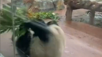 广州动物园大熊猫连做7个前滚翻，网友：财源滚滚