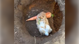 兔子枕着胡萝卜吃草，网友：这是知道要过年了