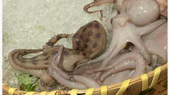网友称火锅店疑发现蓝环章鱼，科普博主：毒性强且受热不分解