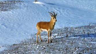 国家二级保护动物鹅喉羚现身额济纳旗大漠雪原
