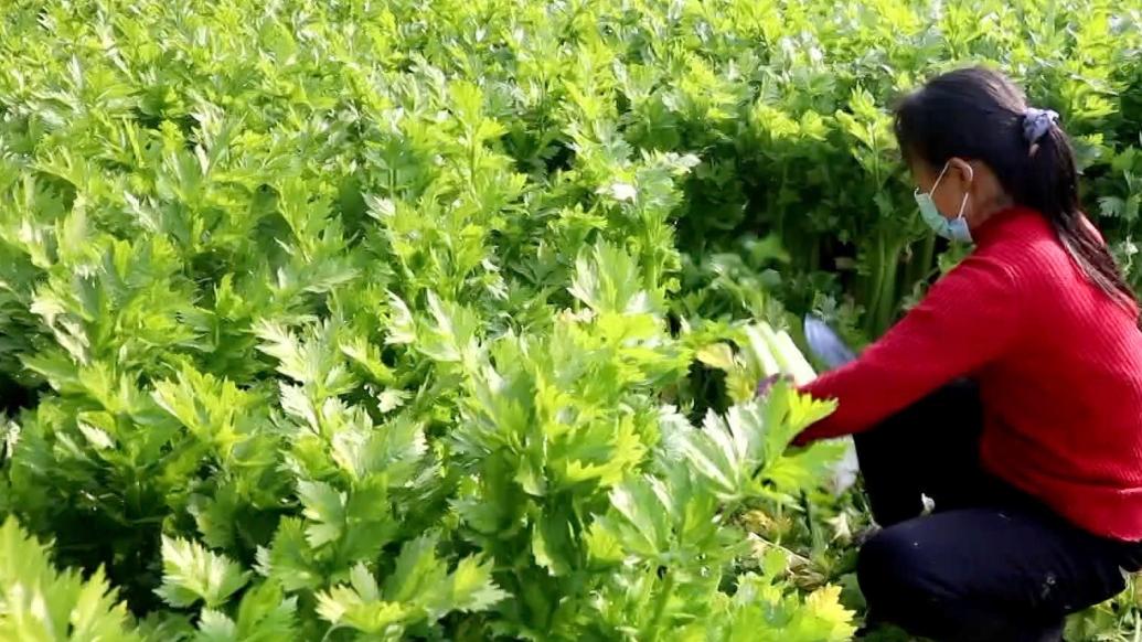 喜獲豐收！菏澤26000余座蔬菜大棚進(jìn)入收獲季