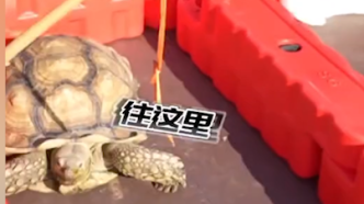 江苏一动物园举办现实版“龟兔赛跑”，真是乌龟赢了