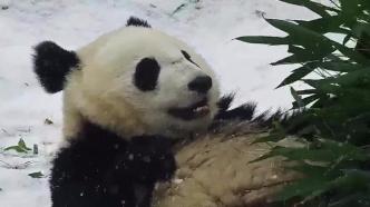 调皮！四川大熊猫在雪地里嬉戏