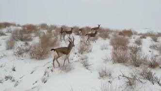 新疆博湖鹅喉羚雪中悠闲漫步觅食