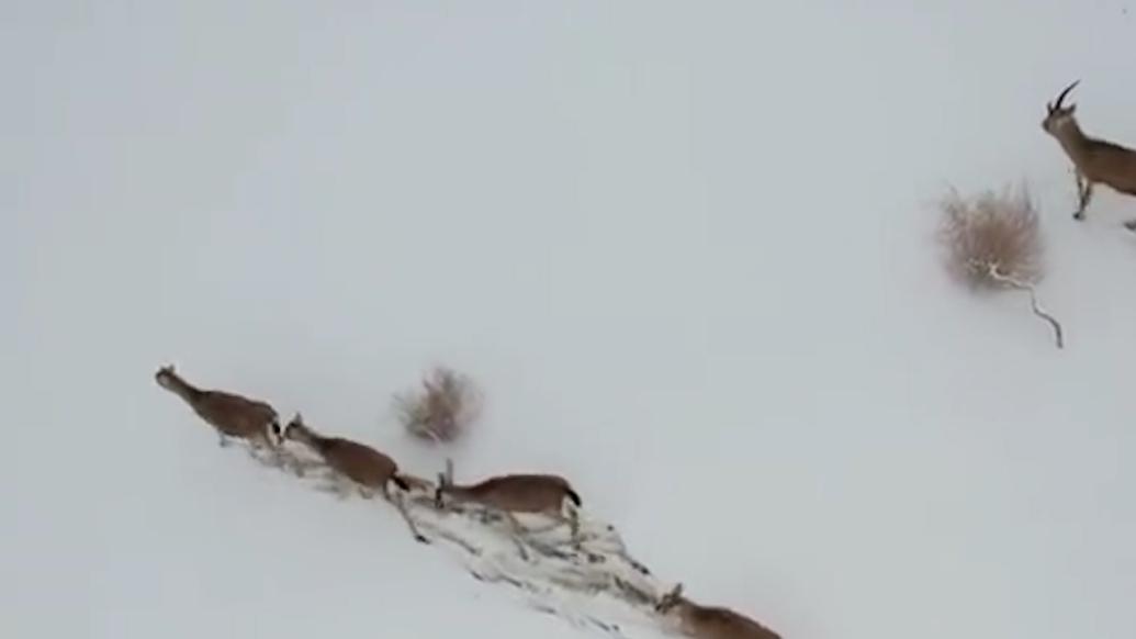 新疆博湖鹅喉羚雪中悠闲漫步觅食