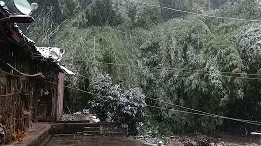 聽！竹枝被雪壓折的聲音猶如爆竹