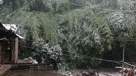 聽！竹枝被雪壓折的聲音猶如爆竹