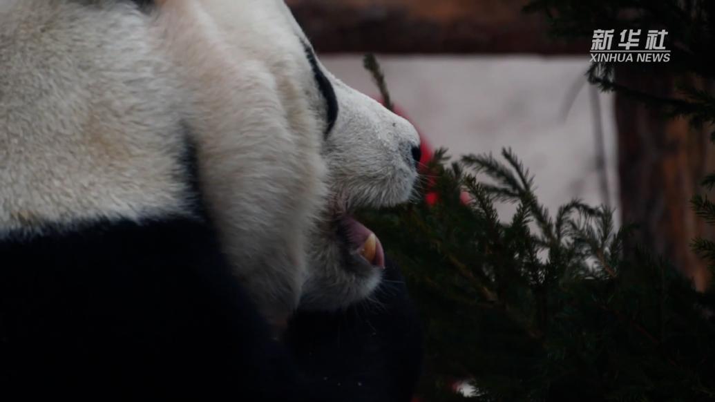 大熊猫“如意”和“丁丁”在俄罗斯喜迎兔年春节