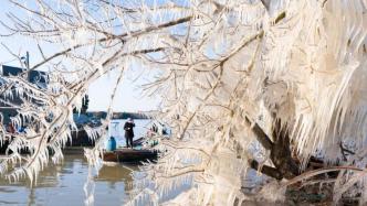 受寒潮影响，上海淀山湖现罕见冰凌挂枝