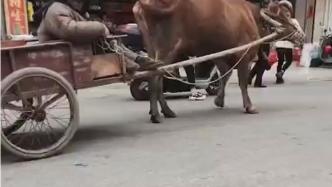 广西灵山网红牛被撞身亡，此前因会拉着主人上街被大家所熟知