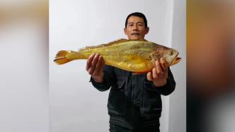 宁波渔民新年第一网，4.8斤大黄鱼卖了2.66万元