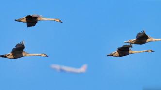 摄影师捕捉有趣瞬间：5只小天鹅与飞机“同框”