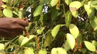 胡椒产业为喀麦隆农民生活增添滋味