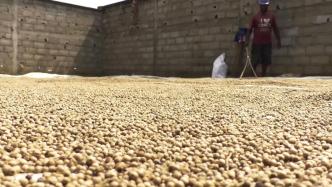 喀麦隆：白胡椒产业发展良好，提供就业机会改变农民生活