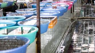 广西北海：涠洲岛旅游区市监局开展海鲜市场“欺客宰客”整治行动