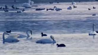 青海高原湿地喜迎“空中来客”，成群大天鹅悠然觅食