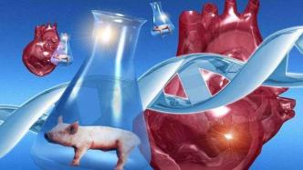 人類移植豬心臟研究進入“最后沖刺”，科學家稱兩年可投入應用