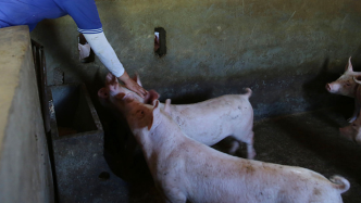 国家发改委：猪粮比价进入过度下跌二级预警区间