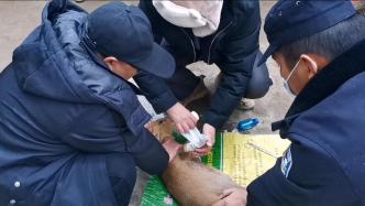 警民联手救助痛失前蹄的国家保护动物赤麂