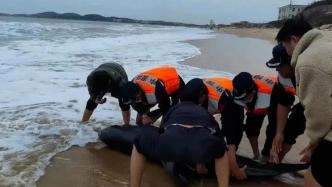 受伤海豚二度搁浅死亡，曾被救援人员送回大海