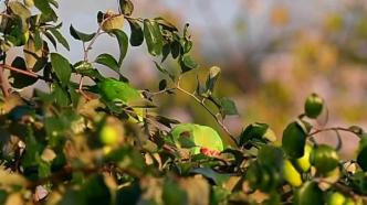 罕见！自然生态摄影师在云南瑞丽拍到100多只花头鹦鹉